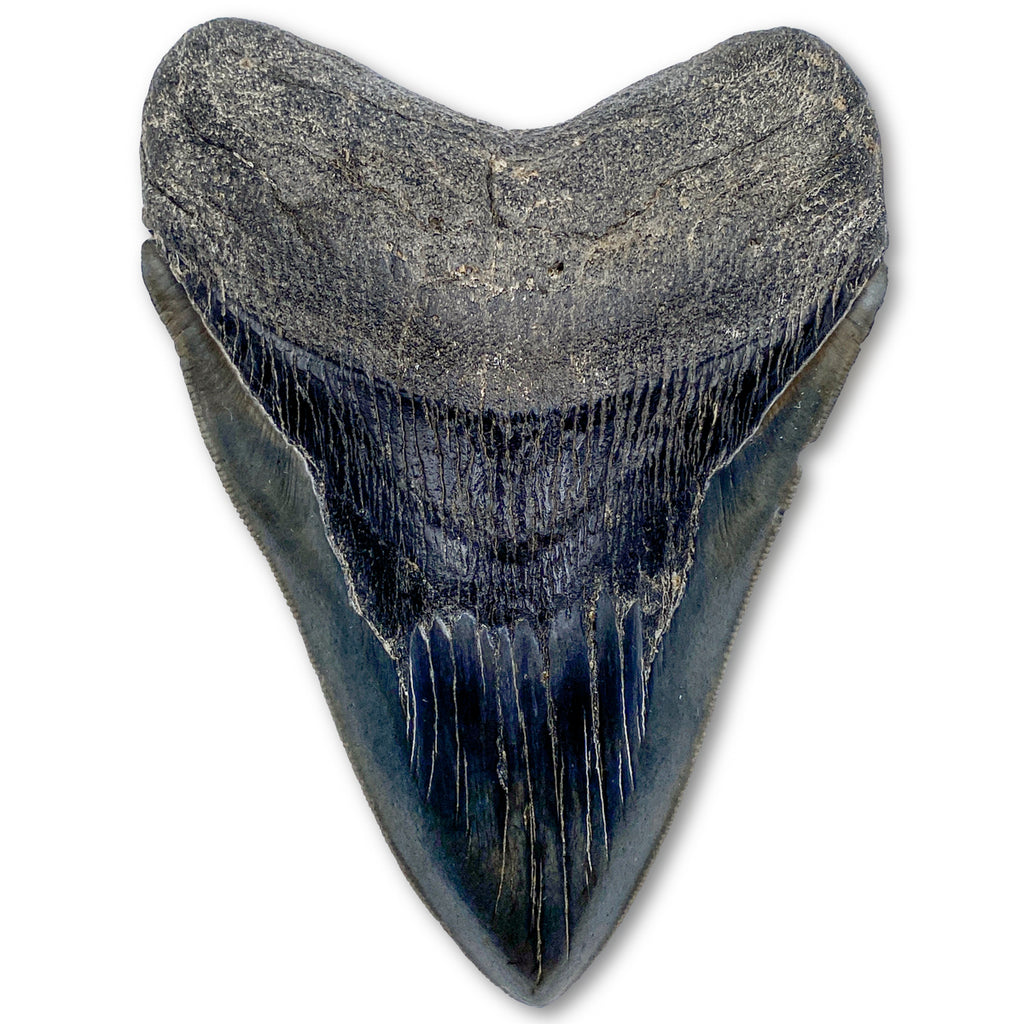 Megalodon Tooth - SOLD 6.0" - "JAW-SOME"