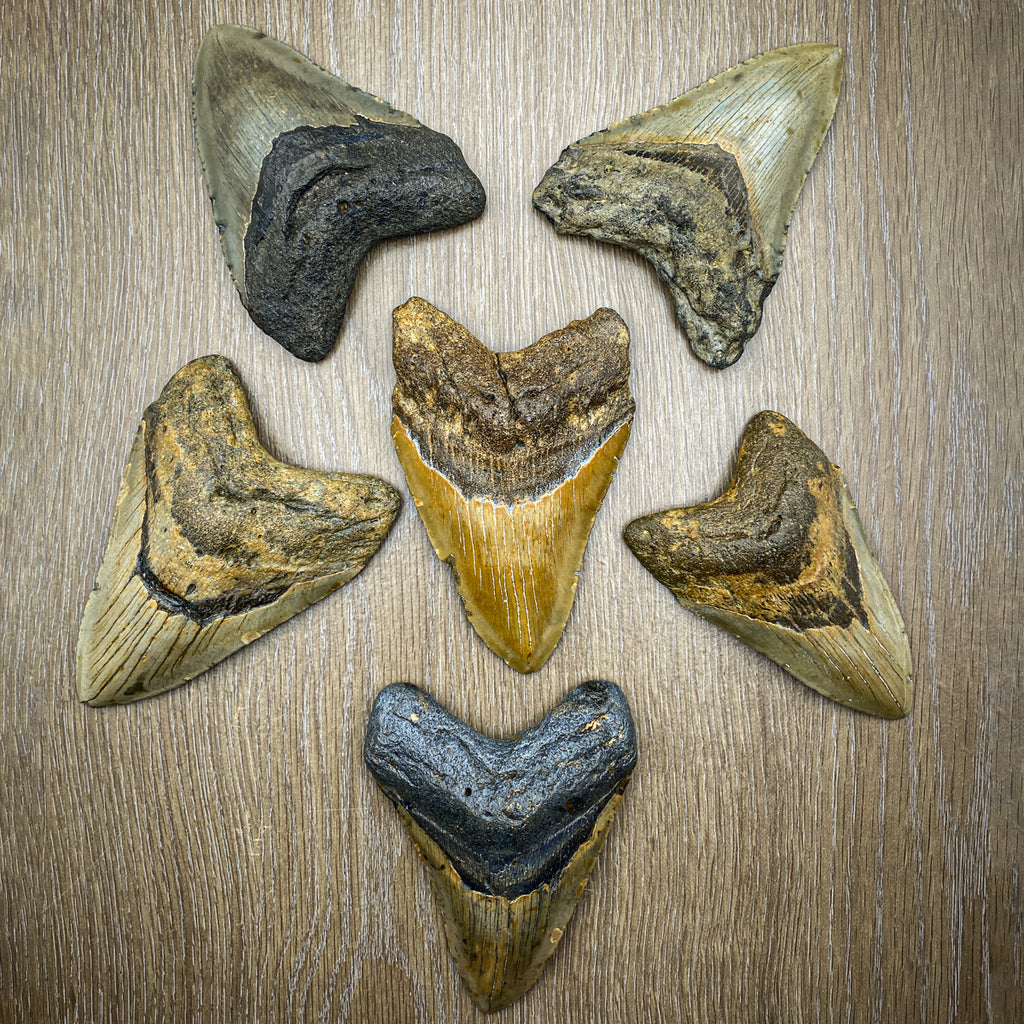 Megalodon Natural Fossil Teeth - Mini Museum