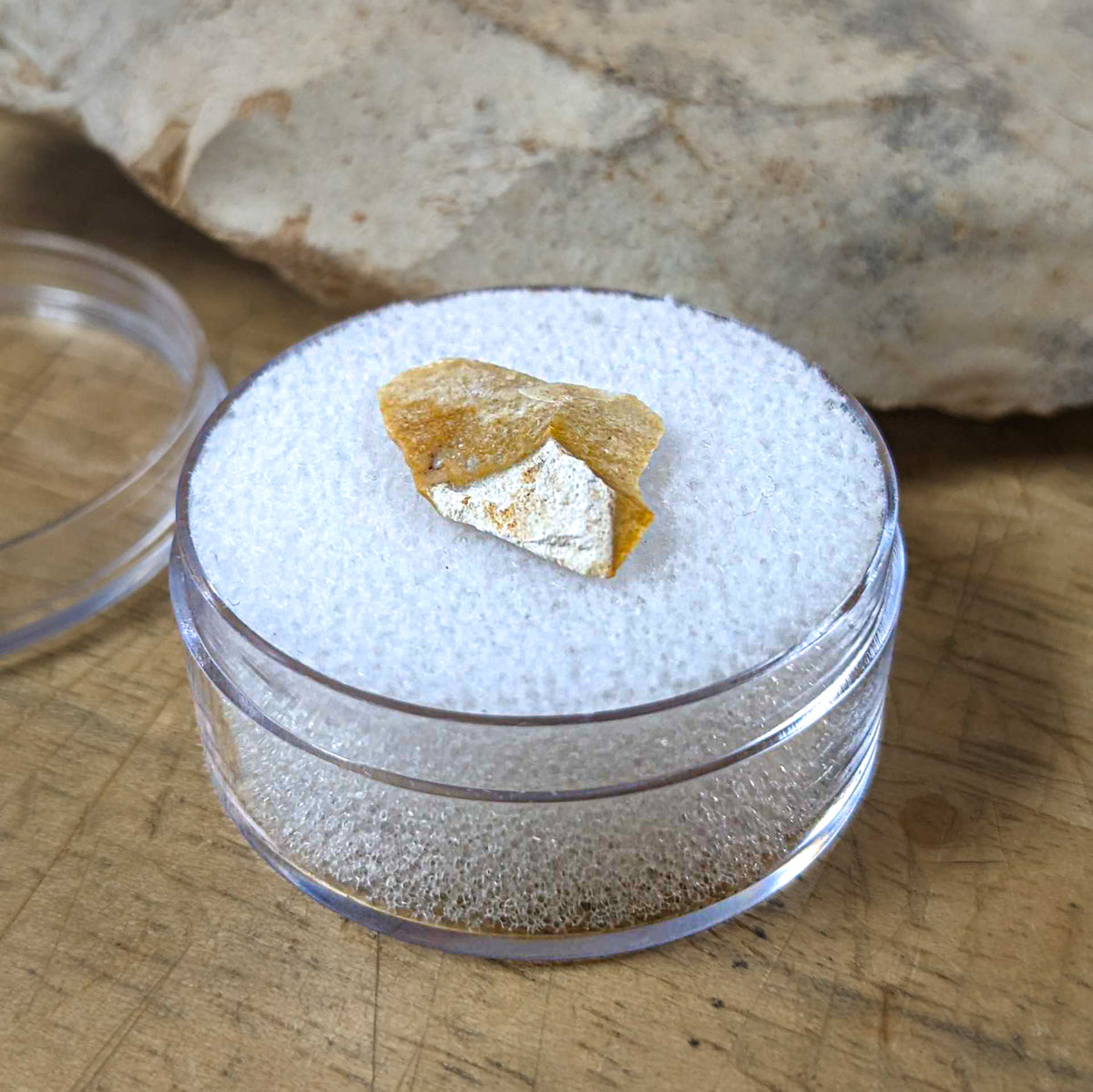 Neanderthal Classic Riker Box Stone Tool Fragment Collectible Specimen ...