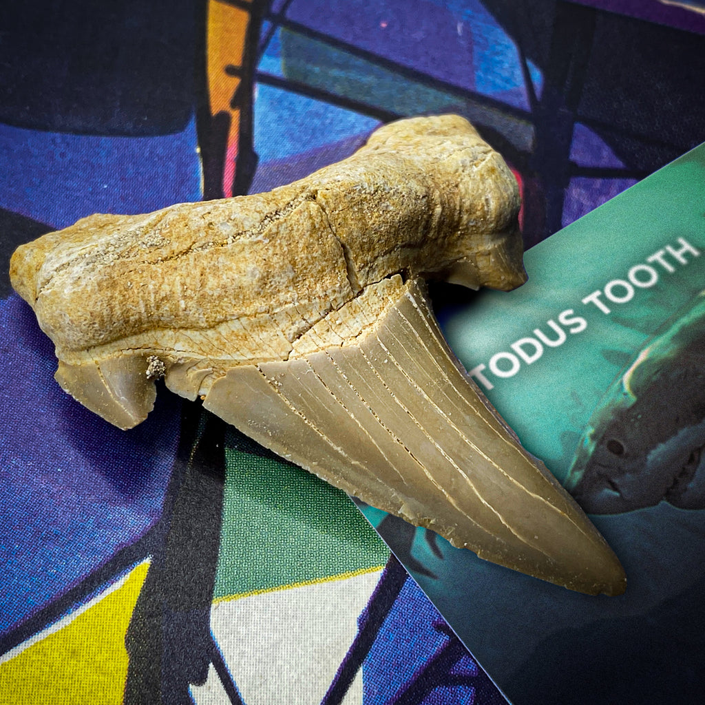 Otodus Tooth - First Megatooth Shark