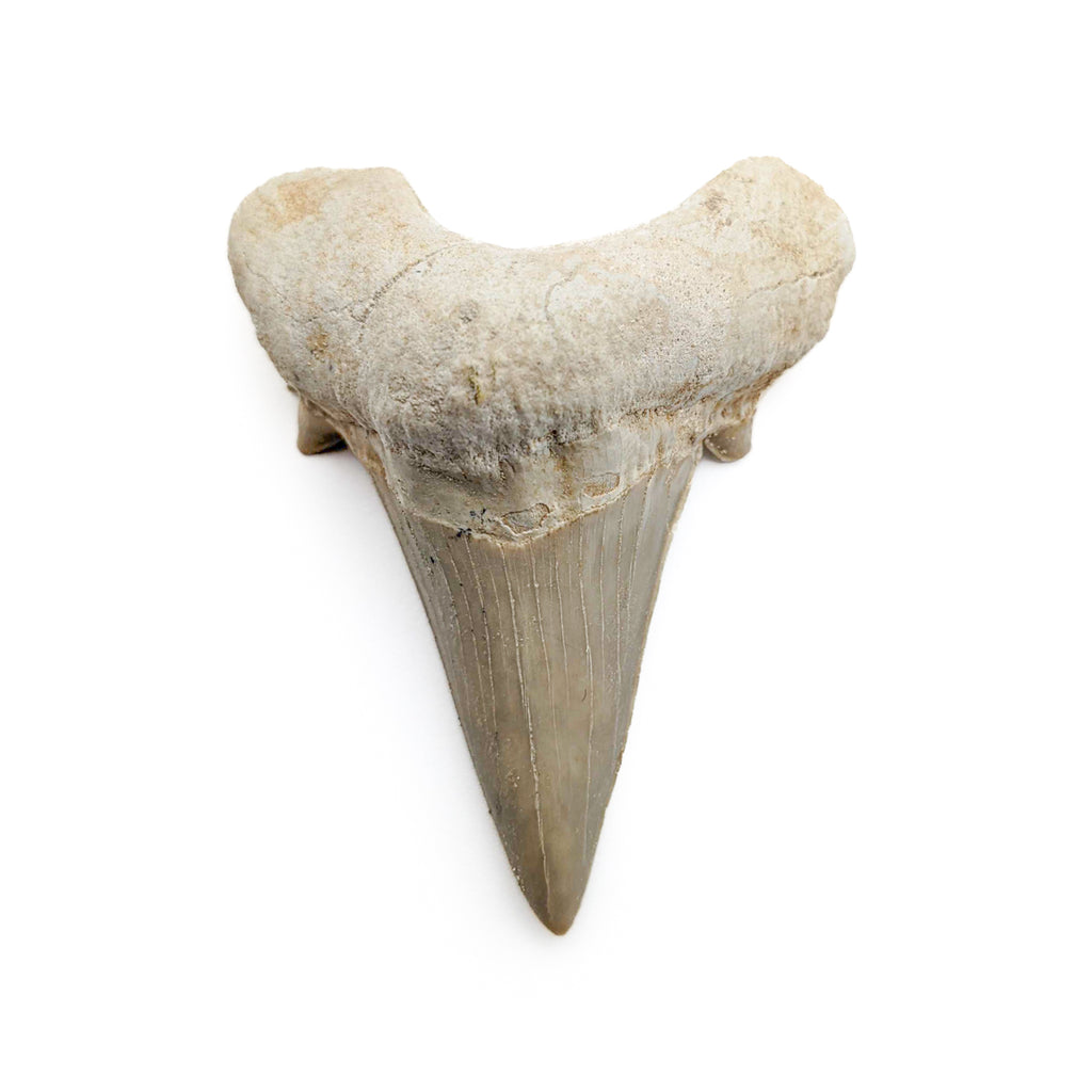 Otodus Fossil Tooth - First Megatooth Shark