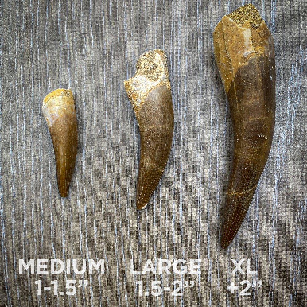 Plesiosaur Tooth - Classic Riker Box Specimens