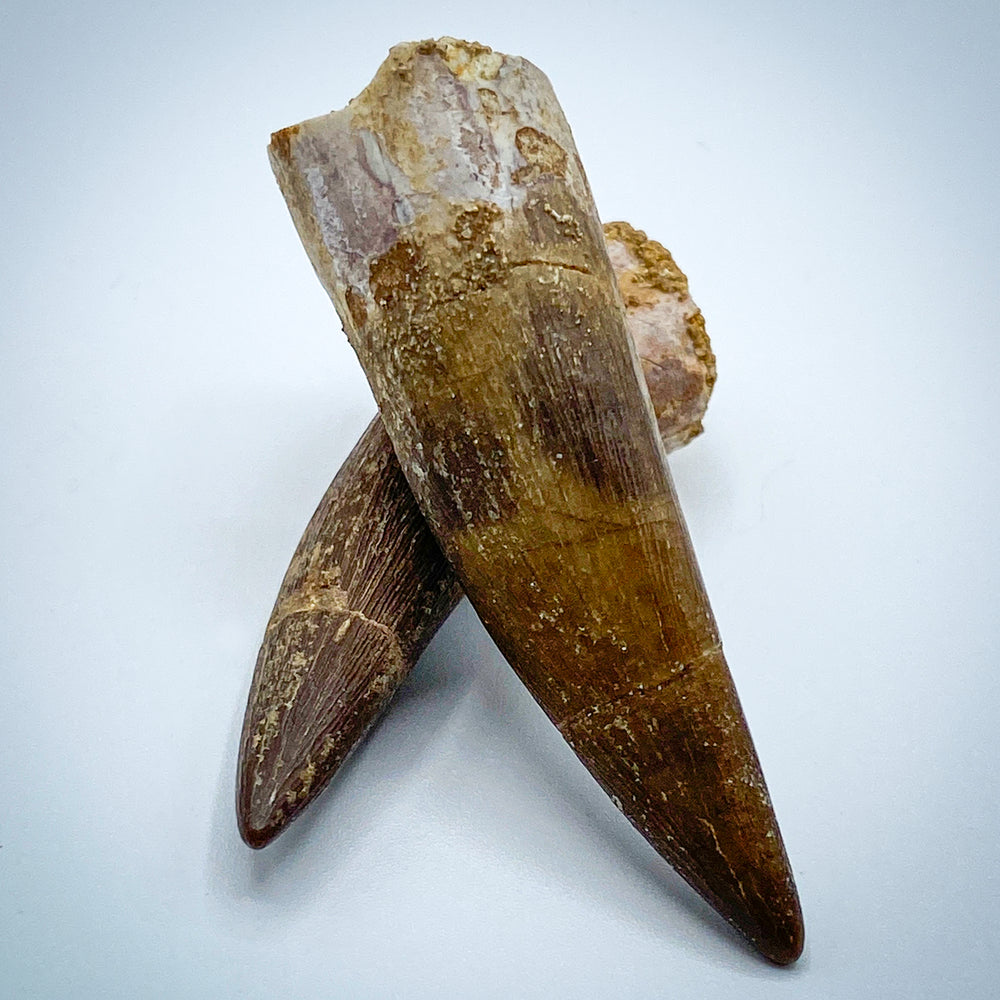 Plesiosaur Tooth - Classic Riker Box Specimens