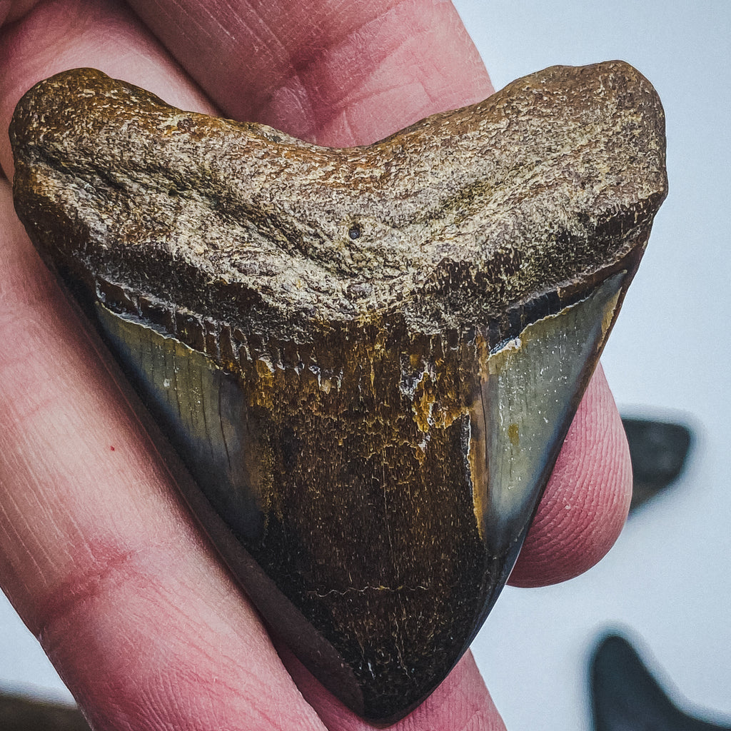Megalodon Natural Fossil Teeth - Mini Museum