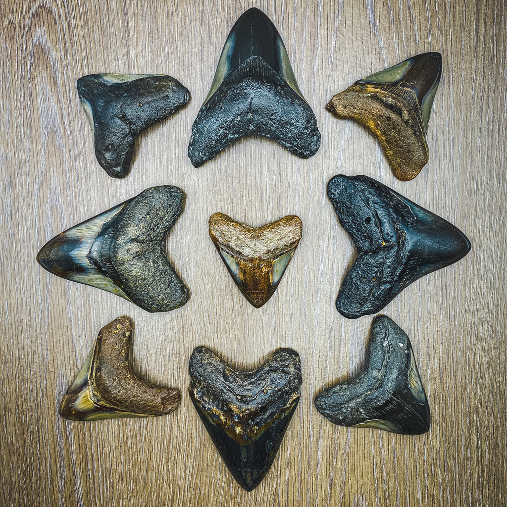 Megalodon Tooth (Boxed Sizes) Polished