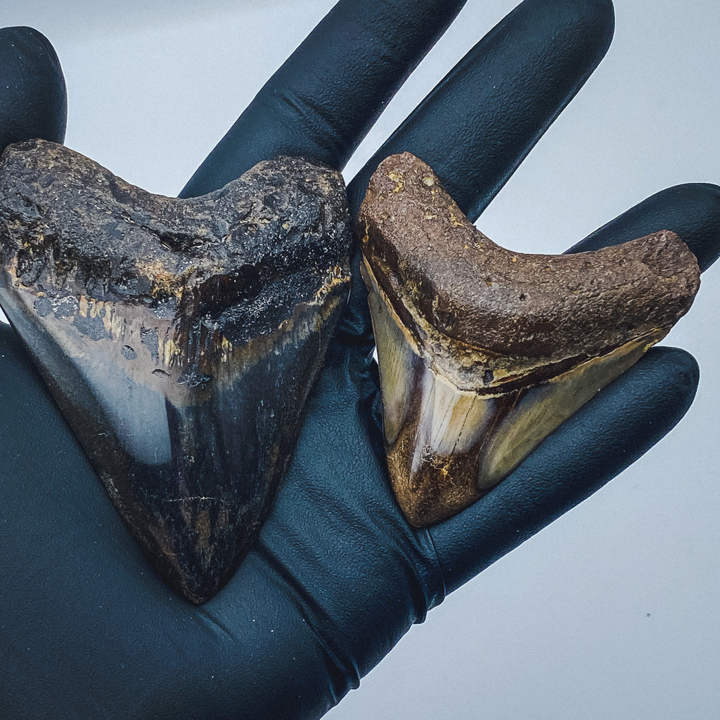 Megalodon Teeth, Classic Fossil Collectibles - Mini Museum