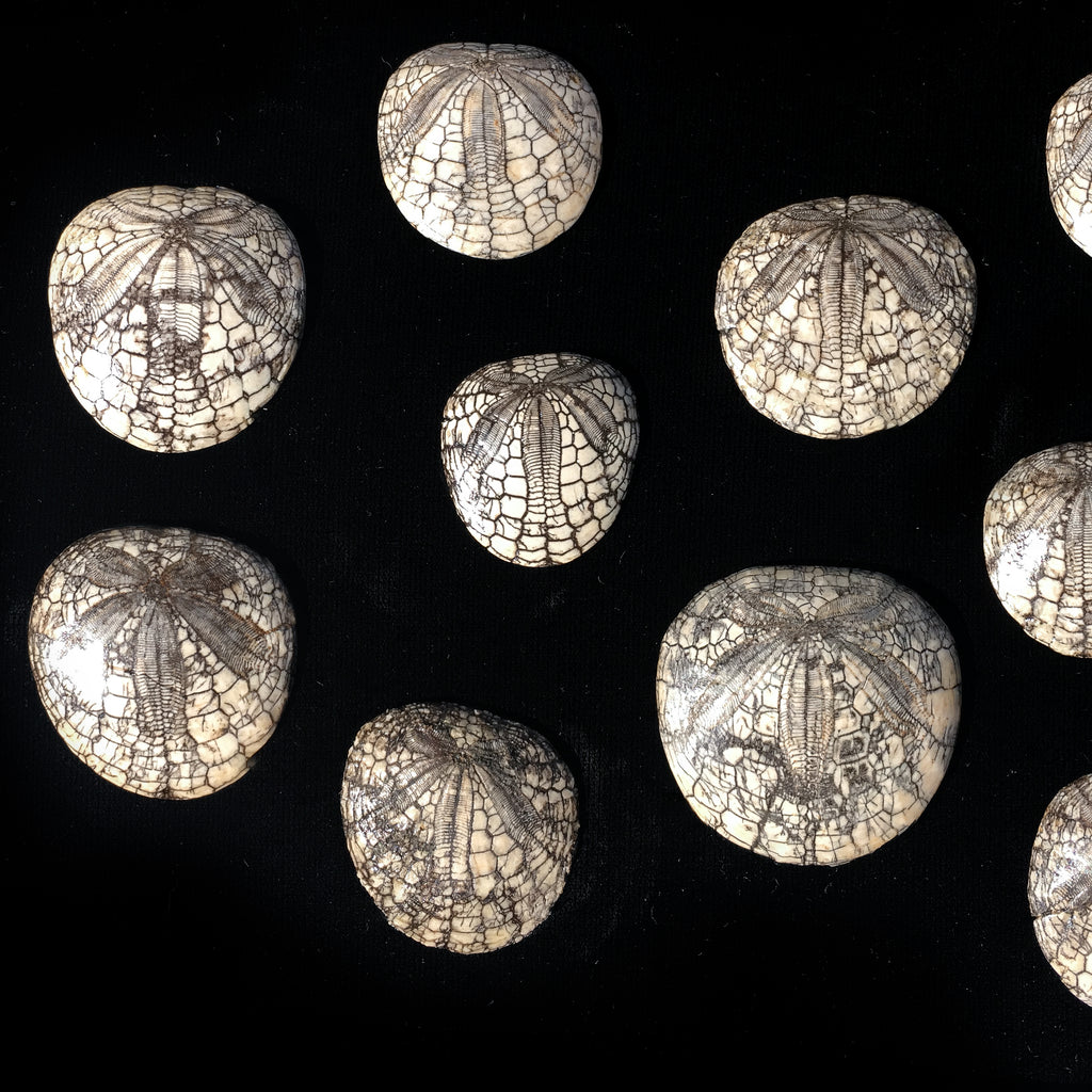 Spectacular Fossil Sand Dollar Cluster - 15 Tall (#31592) For