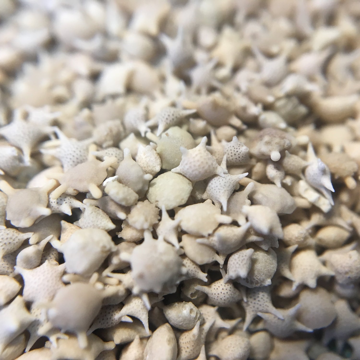 star-sand-01_1500x.jpg?v=