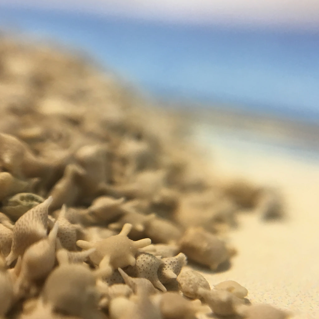 Japanese Star Sand