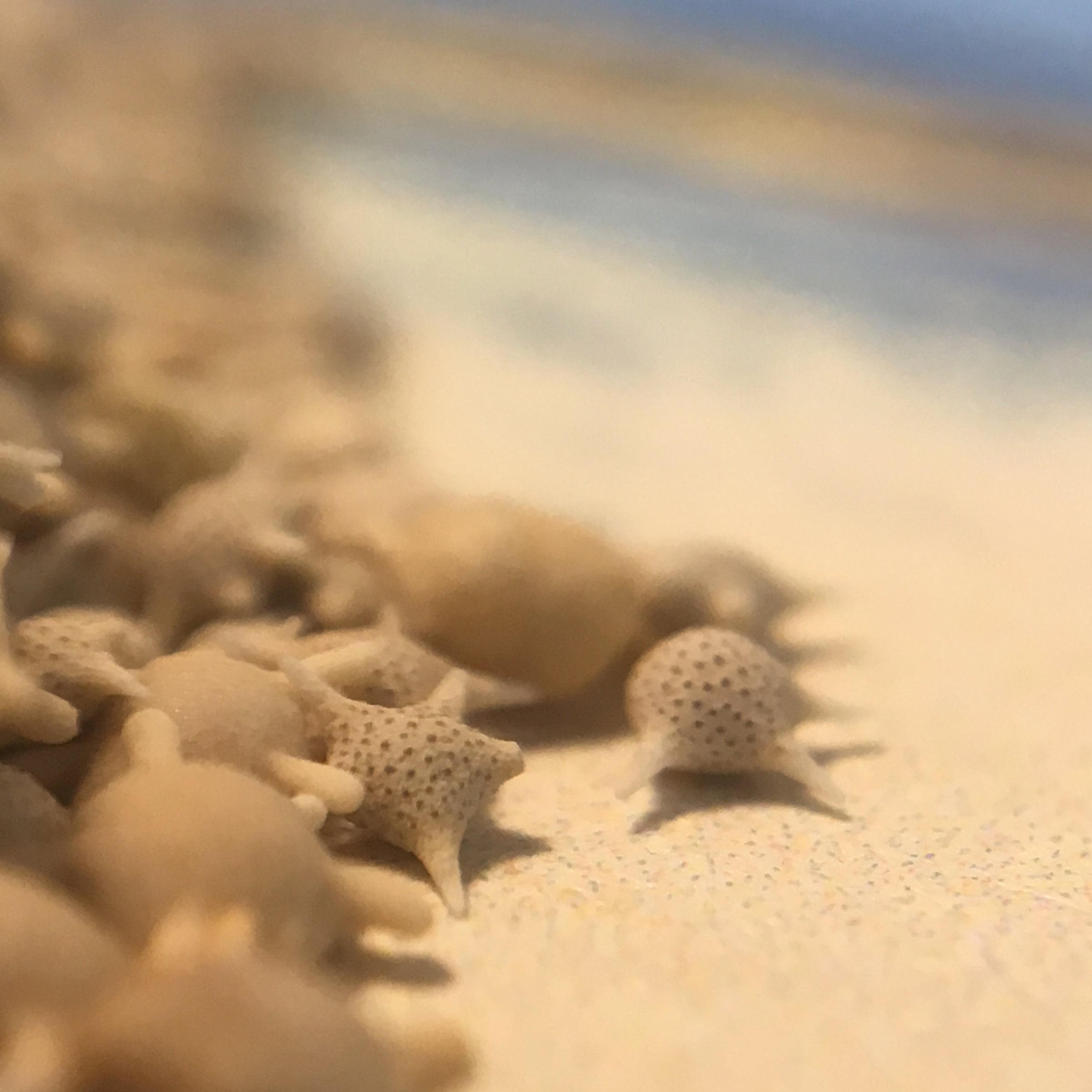 Japanese Star Sand Collectible Specimen, Includes Display Case