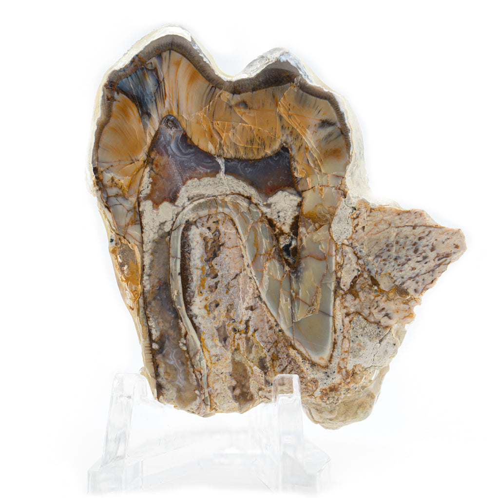 Gem-Quality, Agatized Titanothere Tooth SOLD 1.9"