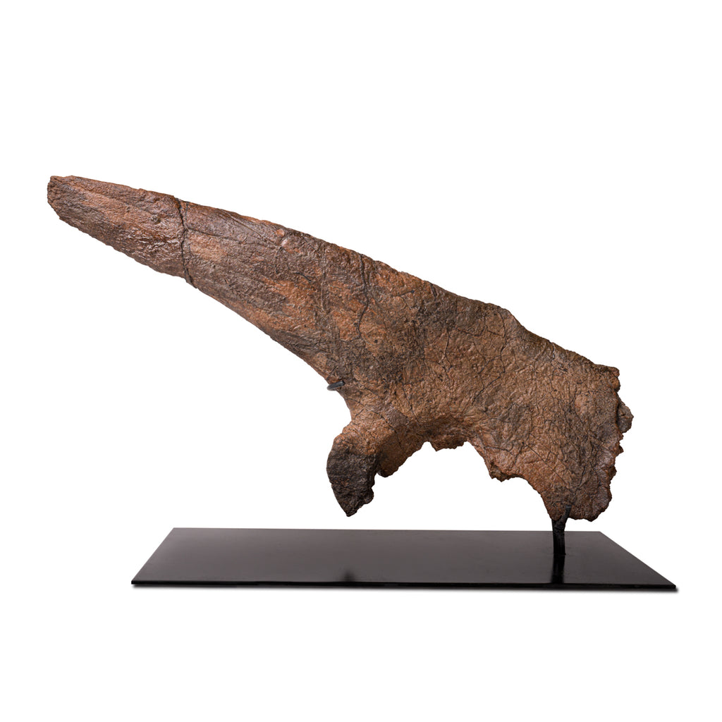 Juvenile Triceratops Horn and Orbital Socket with Stand - SOLD