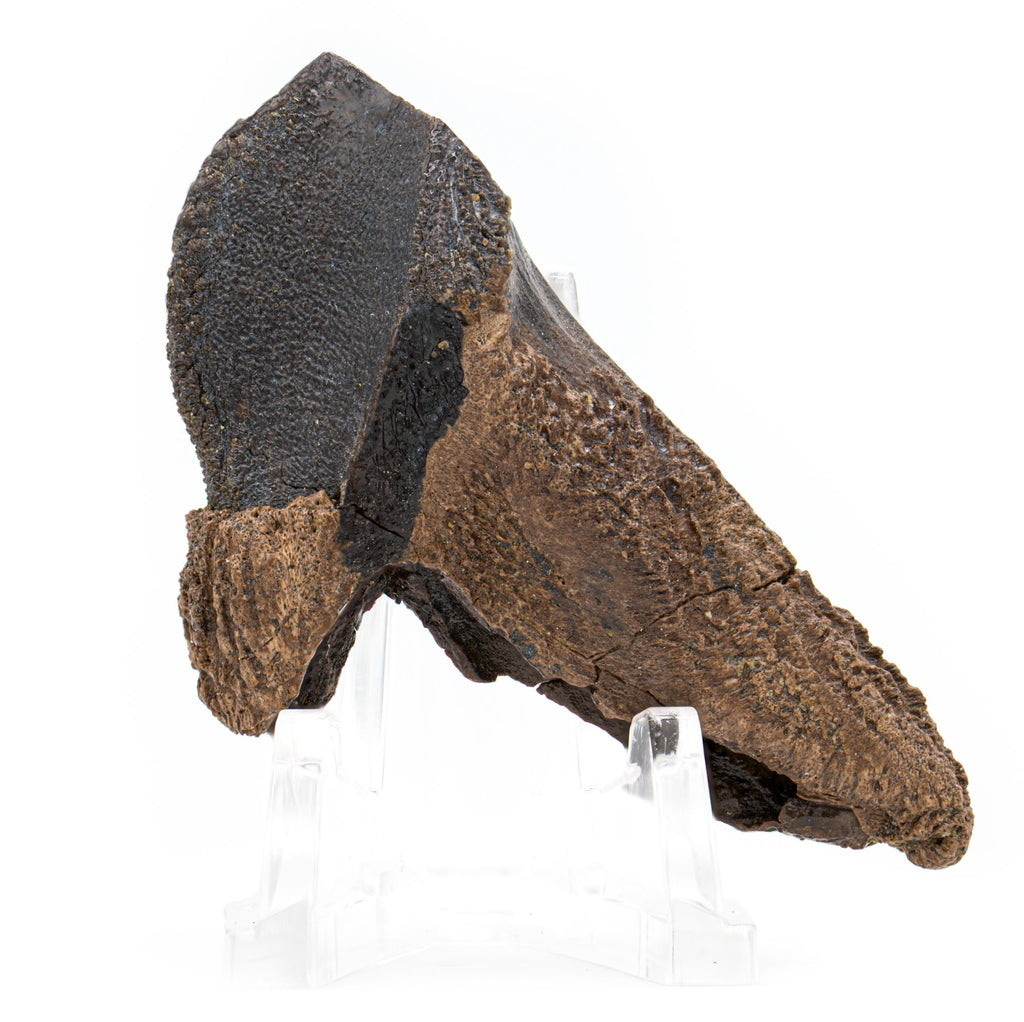 Mega Triceratops Tooth 2.2" - SOLD
