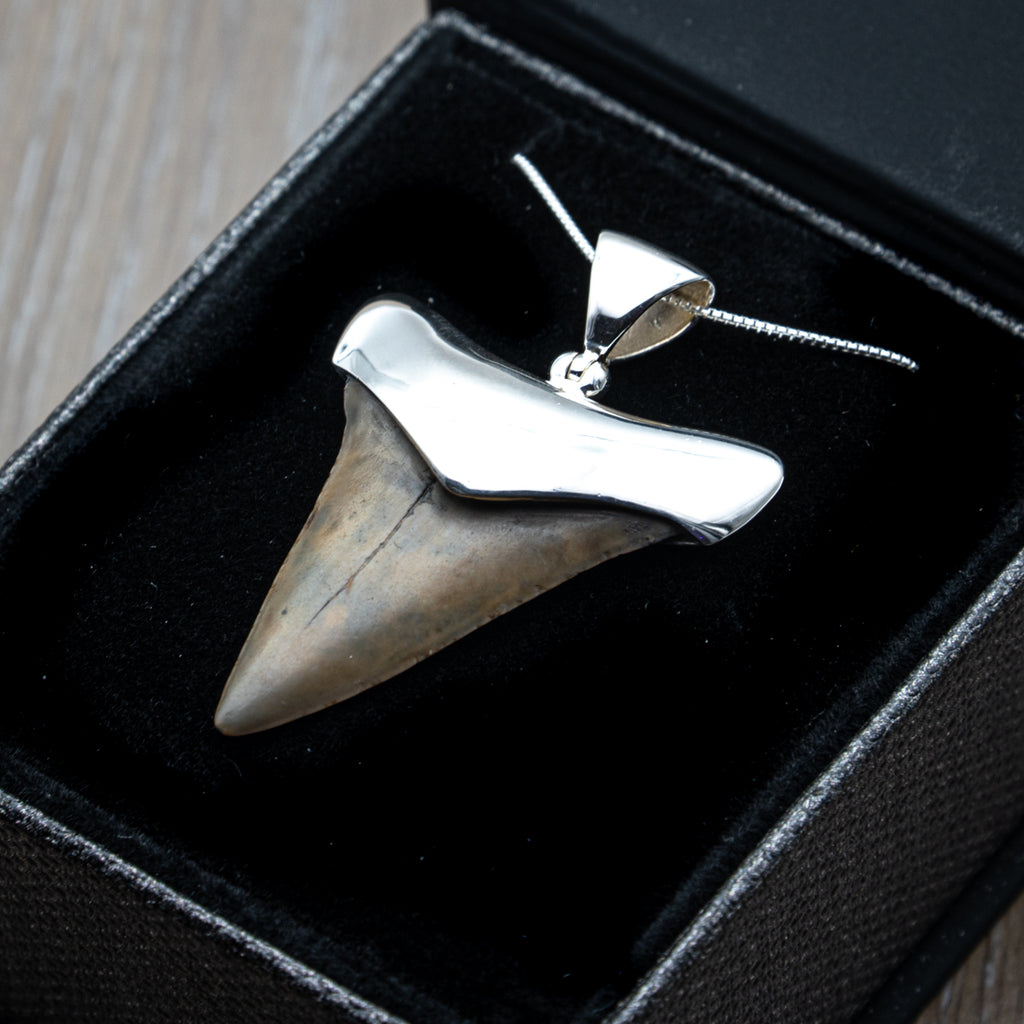 Fossil White Shark Tooth Pendant Necklace - Mini Museum