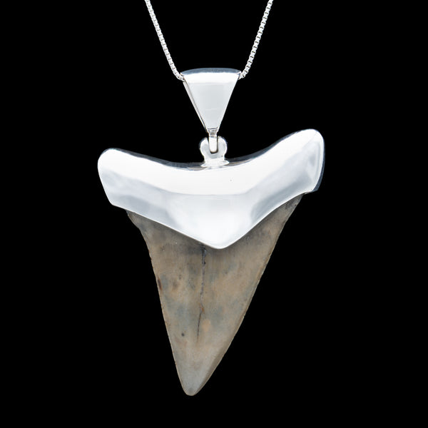 Mosasaur Tooth Necklace / Bumblebee Alchemy