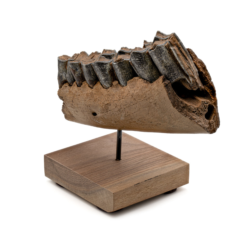 Woolly Rhinoceros Partial Jaw - SOLD 7.2" (with Four Teeth and Stand)